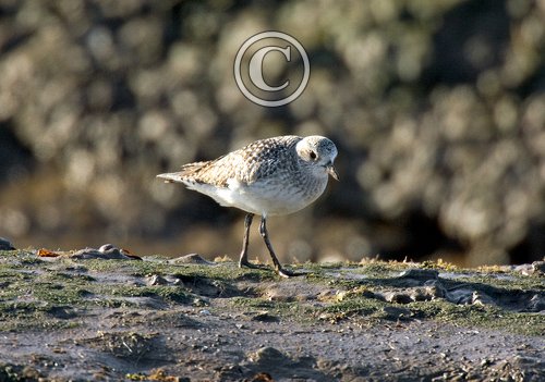 Grey Plover DM1106